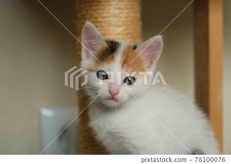 beautiful tricolor little pet kitten 78100076