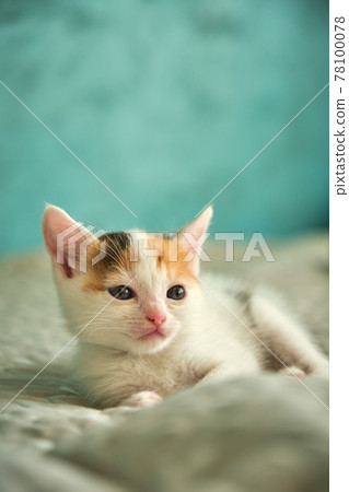 beautiful tricolor little pet kitten beautiful tricolor little pet kitten 78100078