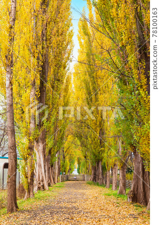 Autumn Hokkaido Hokkaido University Poplar Trees 78100163