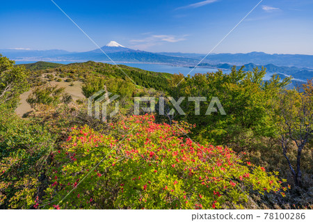 (Shizuoka Prefecture) Mt. Fuji seen from Mt. Izu Kinkanzan where mountain azaleas bloom (Shizuoka Prefecture) Mt. Fuji seen from Mt. Izu Kinkanzan where mountain azaleas bloom 78100286