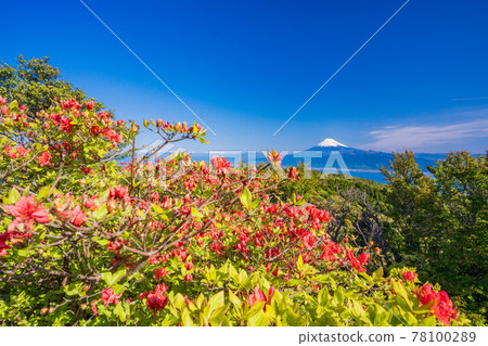 （靜岡縣）從杜鵑花盛開的伊豆金觀山眺望富士山 78100289