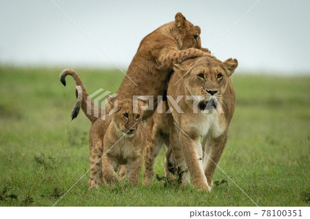 Cubs attack lioness walking in grassy plain 78100351