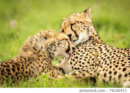 Close-up of two cheetahs licking each other 78100411