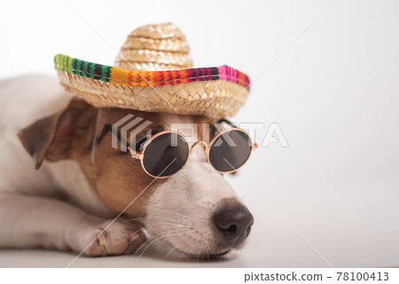 Jack russell terrier dog portrait wearing sunglasses and sombrero. 78100413