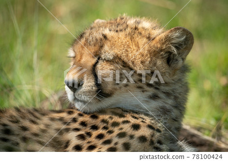 Close-up of sleepy cheetah cub turning head Close-up of sleepy cheetah cub turning head 78100424