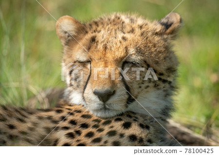 Close-up of sleepy cheetah cub on grass Close-up of sleepy cheetah cub on grass 78100425