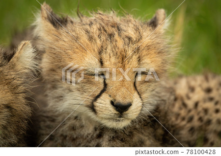 Close-up of sleepy cheetah cub beside another Close-up of sleepy cheetah cub beside another 78100428