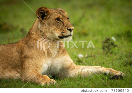 Close-up of lioness lying staring into distance 78100440