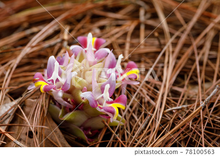 Close Up nature view of Curcuma ecomata Craib Beautiful Flower in Nature, The Curcuma ecomata Craib is Endemic Plant North Thailand. 78100563