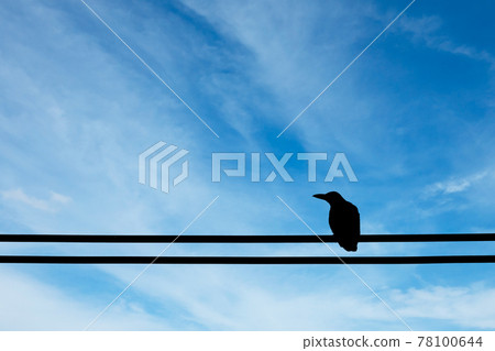 crow on an electric wire under blue sky background. 78100644