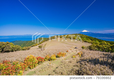 (Shizuoka Prefecture) Mt. Fuji, seen from Mt. Kinkanzan, Izu, where the fresh green of Japanese andromeda is beautiful 78100802