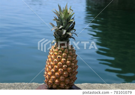 Taiwan Pineapple Friendship Tonboro Phenomenon Taiwan Pineapple Friendship Tonboro Phenomenon 78101079