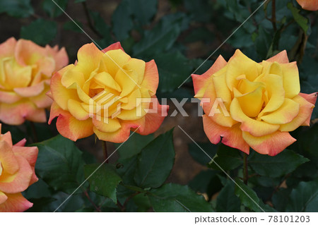 Rio Samba Rio Samba 78101203