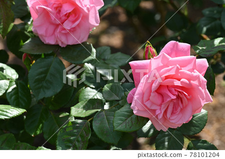 Magari rose Magari rose 78101204