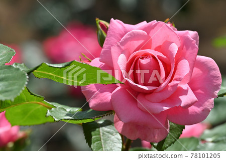 Magari rose Magari rose 78101205