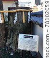 Great ginkgo 78102059