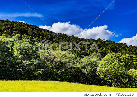 Iki no Mori in the blue sky 78102139