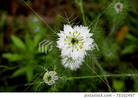 黑三葉草（黑種子草） 78102497