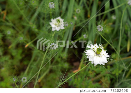 黑三葉草（黑種子草） 78102498