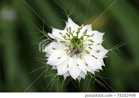 黑三葉草（黑種子草） 78102499