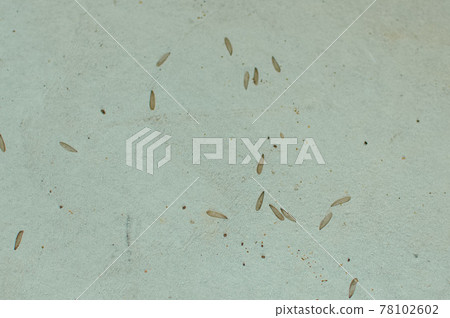 小心這些羽毛、白蟻、羽毛螞蟻 78102602