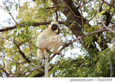 Decken Sifaka (Madagascar) in Bemalaha National Park Decken Sifaka (Madagascar) in Bemalaha National Park 78103504