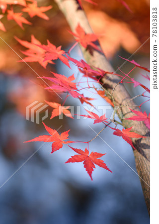 Autumn leaves / autumn image of Shakujii Park Autumn leaves / autumn image of Shakujii Park 78103818