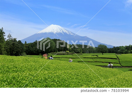 Tea plantation and cameraman Mt. Fuji clouds Tea plantation and cameraman Mt. Fuji clouds 78103994
