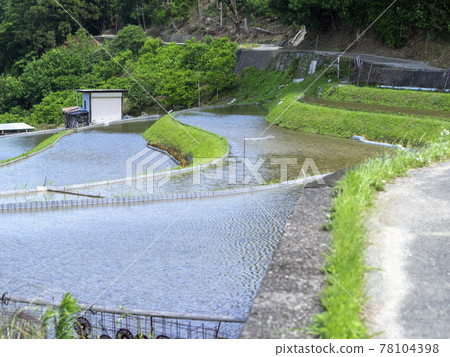 Landscape of rice terraces flooded with water Landscape of rice terraces flooded with water 78104398