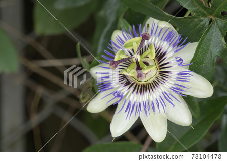 在一個雨季的五顏六色的西番蓮花 在一個雨季的五顏六色的西番蓮花 78104478