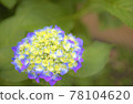 花園裡盛開的花 78104620