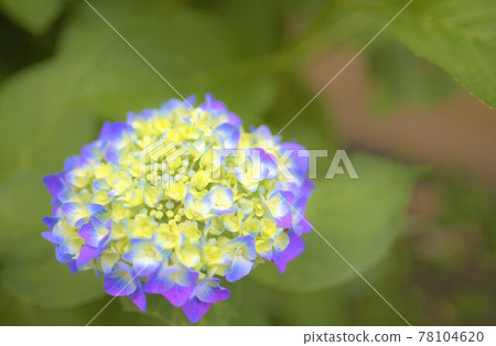 花園裡盛開的花 78104620