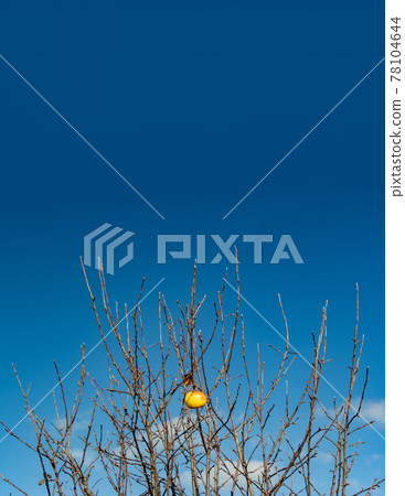 The last apple hangs on a tree with fallen leaves, against a blue sky. Autumn in the apple alley. The last apple hangs on a tree with fallen leaves, against a blue sky. Autumn in the apple alley. 78104644