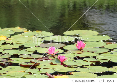 A pond with sheep A pond with sheep 78105094