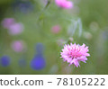 潮濕的花朵 78105222