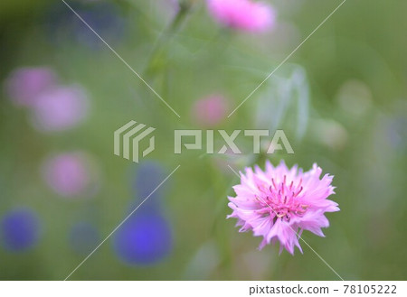 潮濕的花朵 潮濕的花朵 78105222