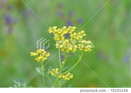 Rue (Rue) Rue (Rue) 78105248