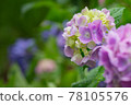 雨後繡球花在雨中綻放的景色 78105576