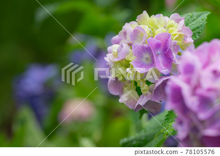 After the rain, the scenery of hydrangea blooming in the rain 78105576