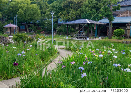 知流公園菖蒲園 78105600