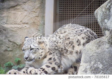 Snow leopard growing Snow leopard growing 78105617