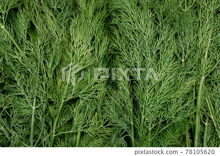Fresh green dill herb background Fresh green dill herb background 78105620