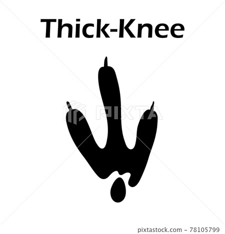 Thick-Knee Footprint 78105799