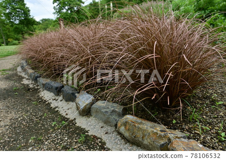 Calex Bucanany Aubaum Sedge family 78106532