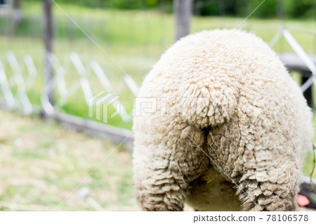 Cute sheep's fluffy ass Cute sheep's fluffy ass 78106578