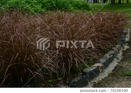 Calex Bucanany Aubaum 莎草家族 Calex Bucanany Aubaum 莎草家族 78106590
