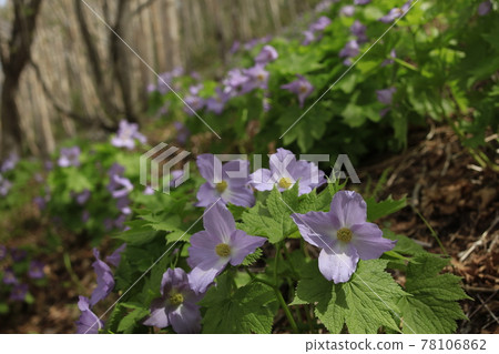 鵂雞爪 鵂雞爪 78106862