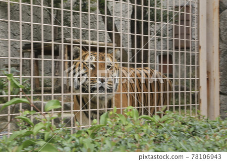 Omuta City Zoo Tora, 78106943
