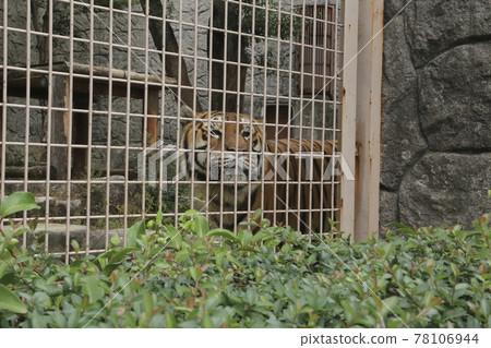 Omuta City Zoo Tora, Omuta City Zoo Tora, 78106944
