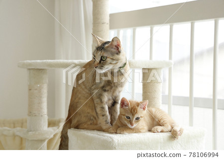 Everyday scenery of cat parents and children Everyday scenery of cat parents and children 78106994
